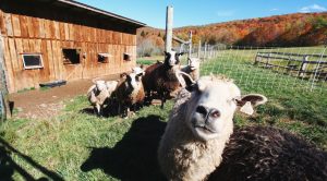 Farms in the Catskills