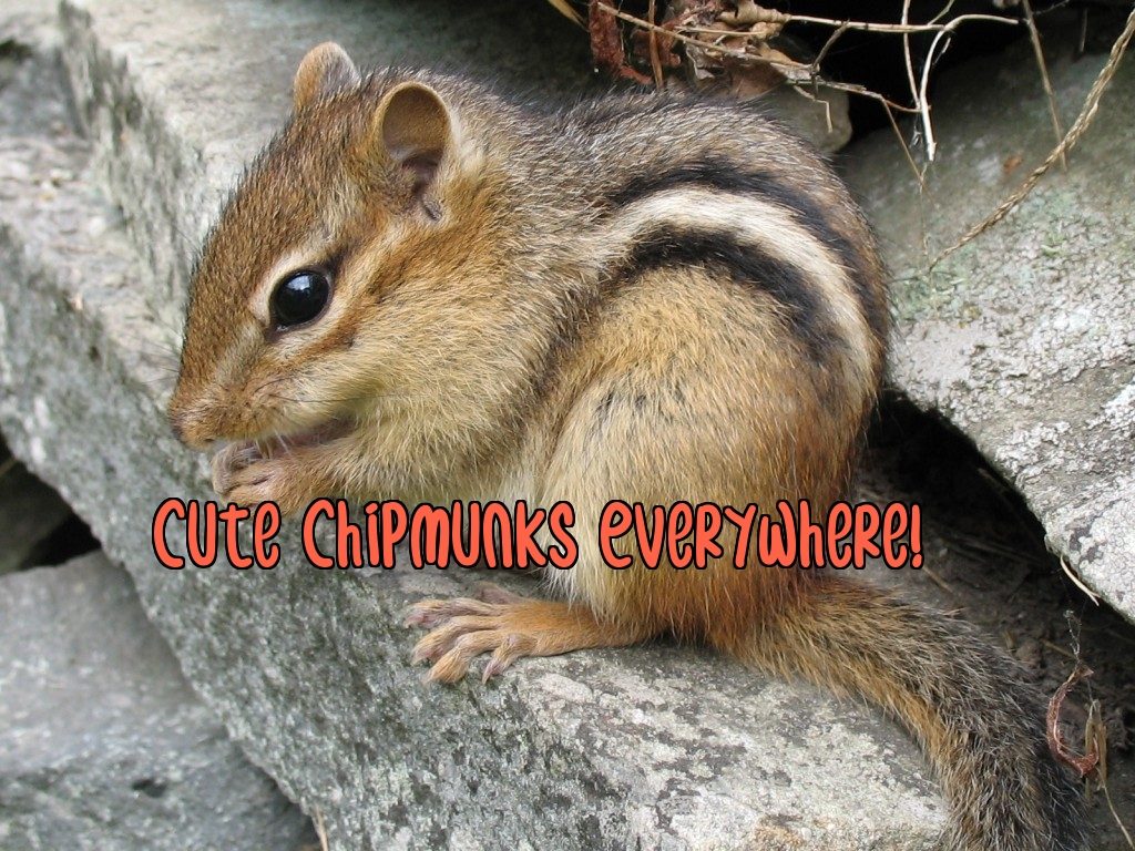 chipmunks in new york