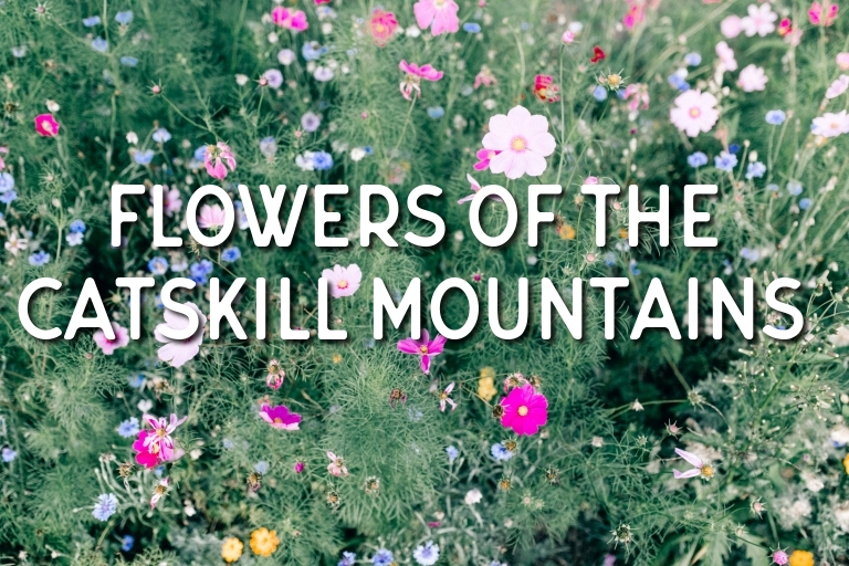 catskill mountain flowers